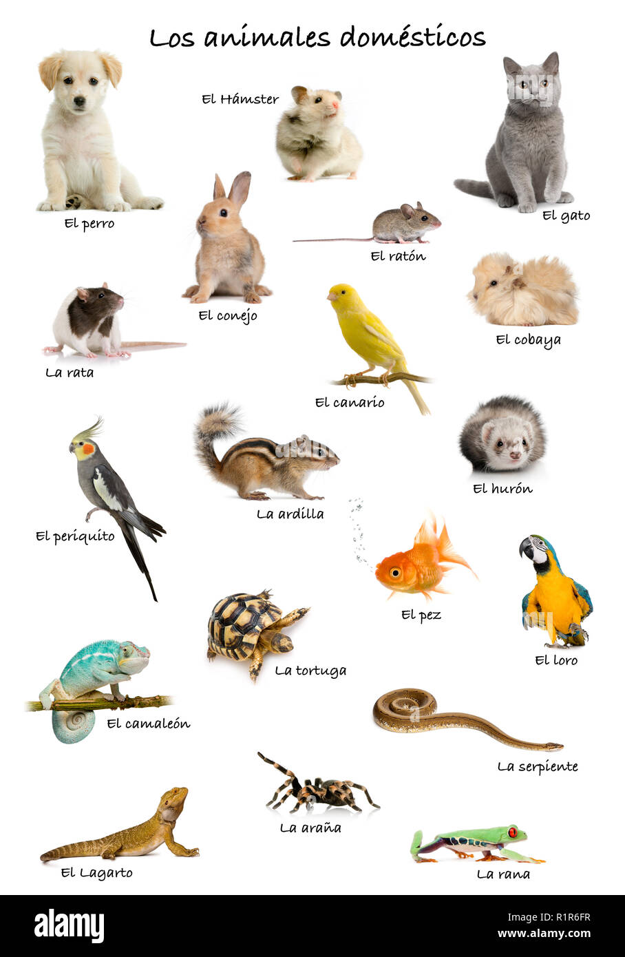 Collage of pets and animals in Spanish in front of white background, studio shot Stock Photo