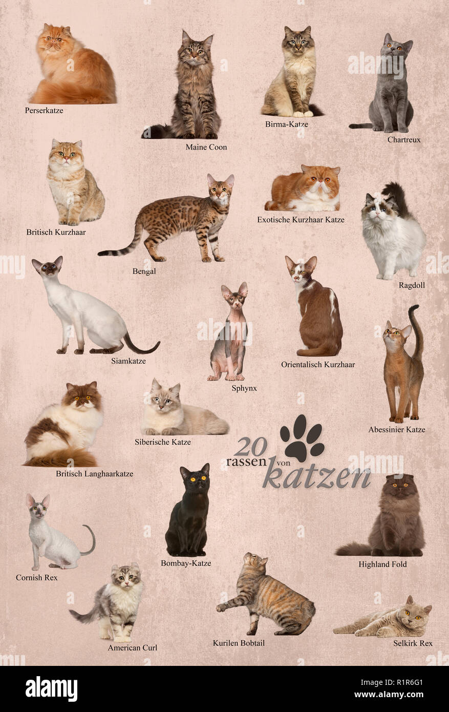 Cat breeds poster in German Stock Photo - Alamy