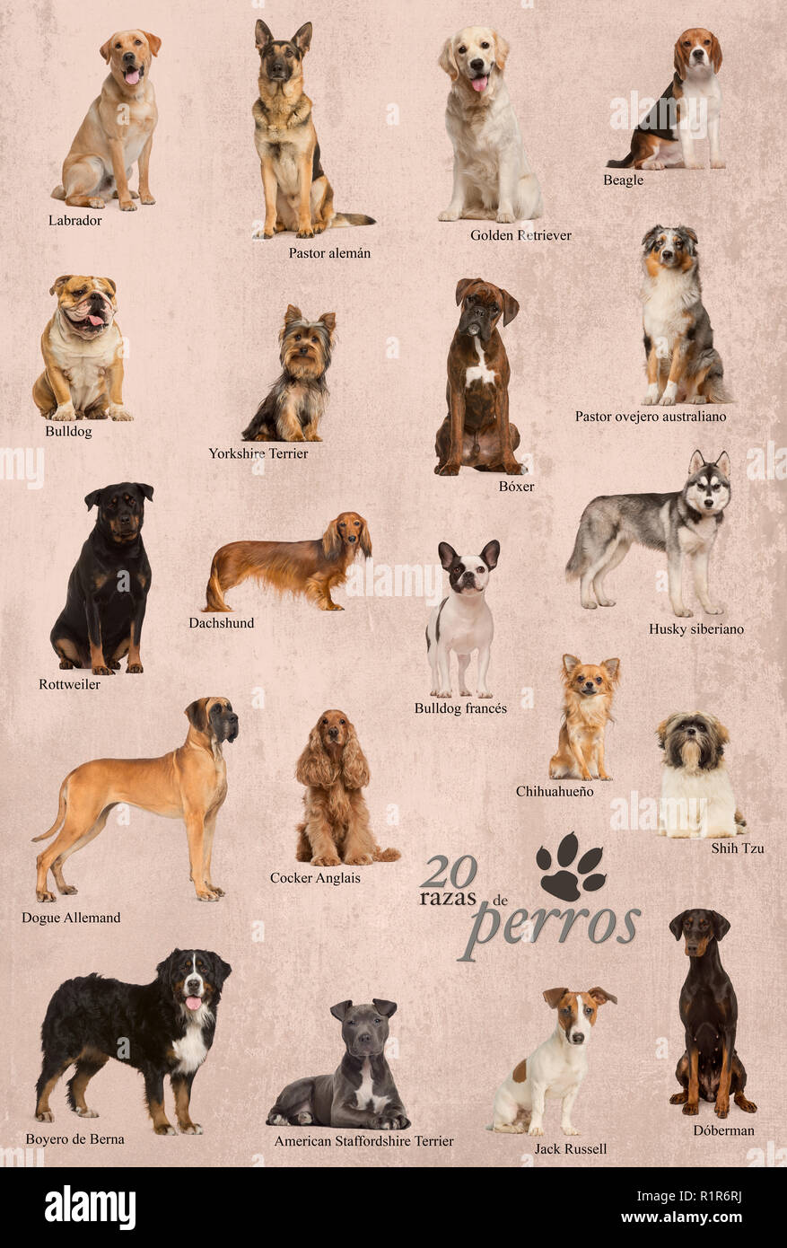 Small spanish store dog breeds