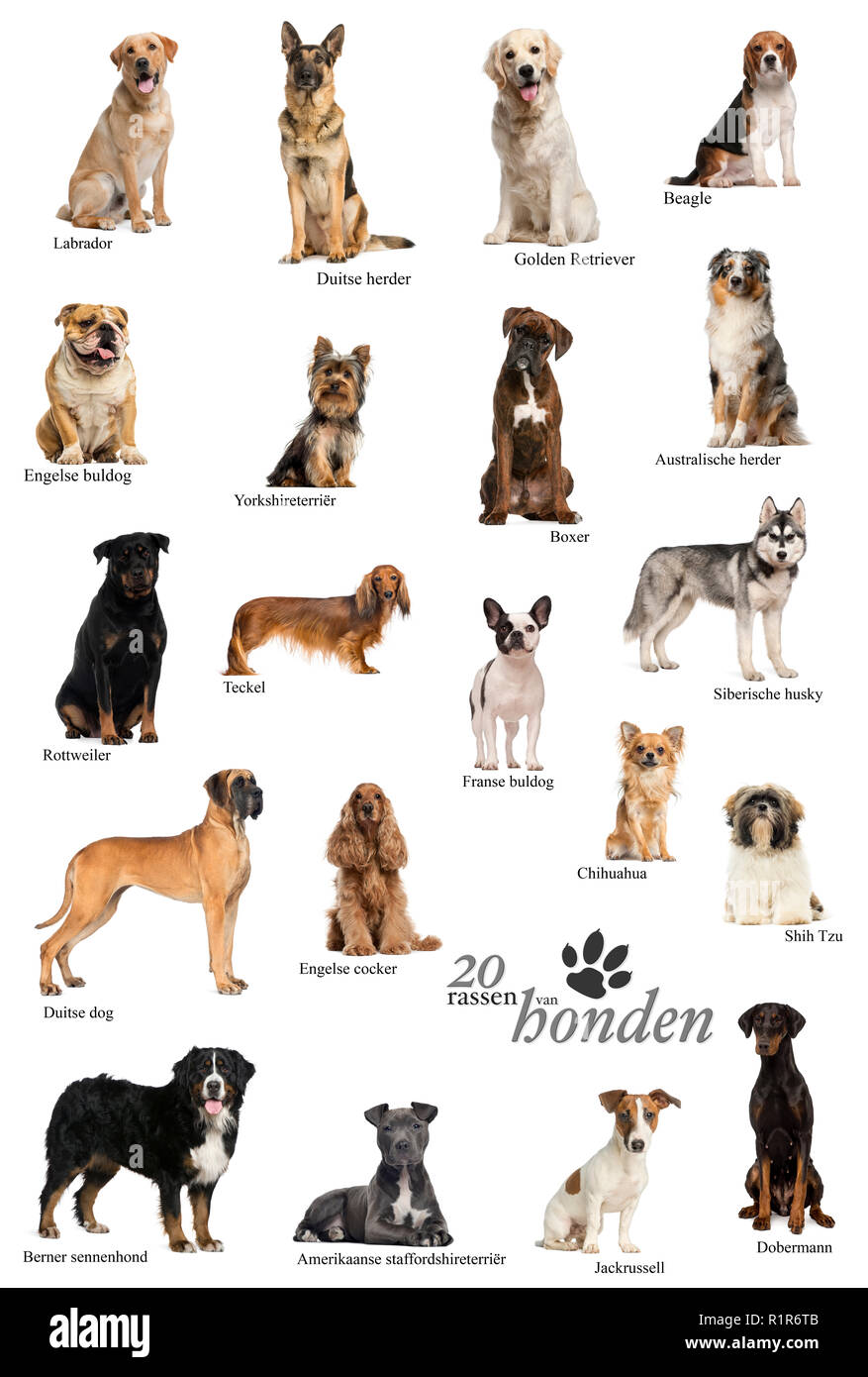 Dog breeds poster in Dutch Stock Photo