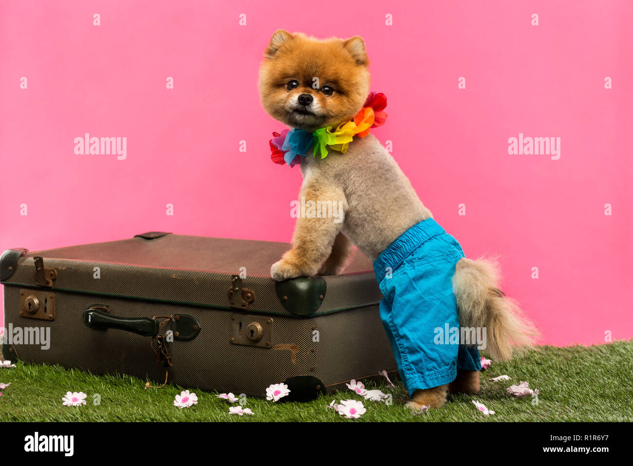 Groomed Pomeranian dog wearing shorts and Hawaiian lei and leaning on an old suitcase on grass in front of pink backgound Stock Photo