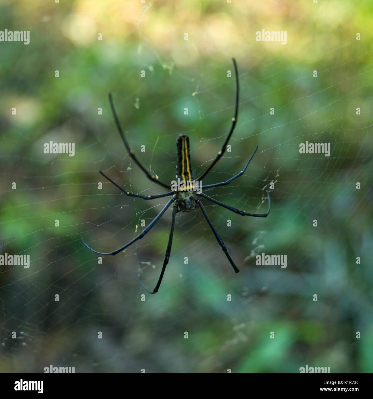 Spiders in india hires stock photography and images Alamy