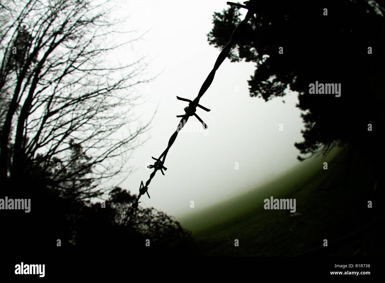 Barb wire in spooky foggy woodlands Stock Photo