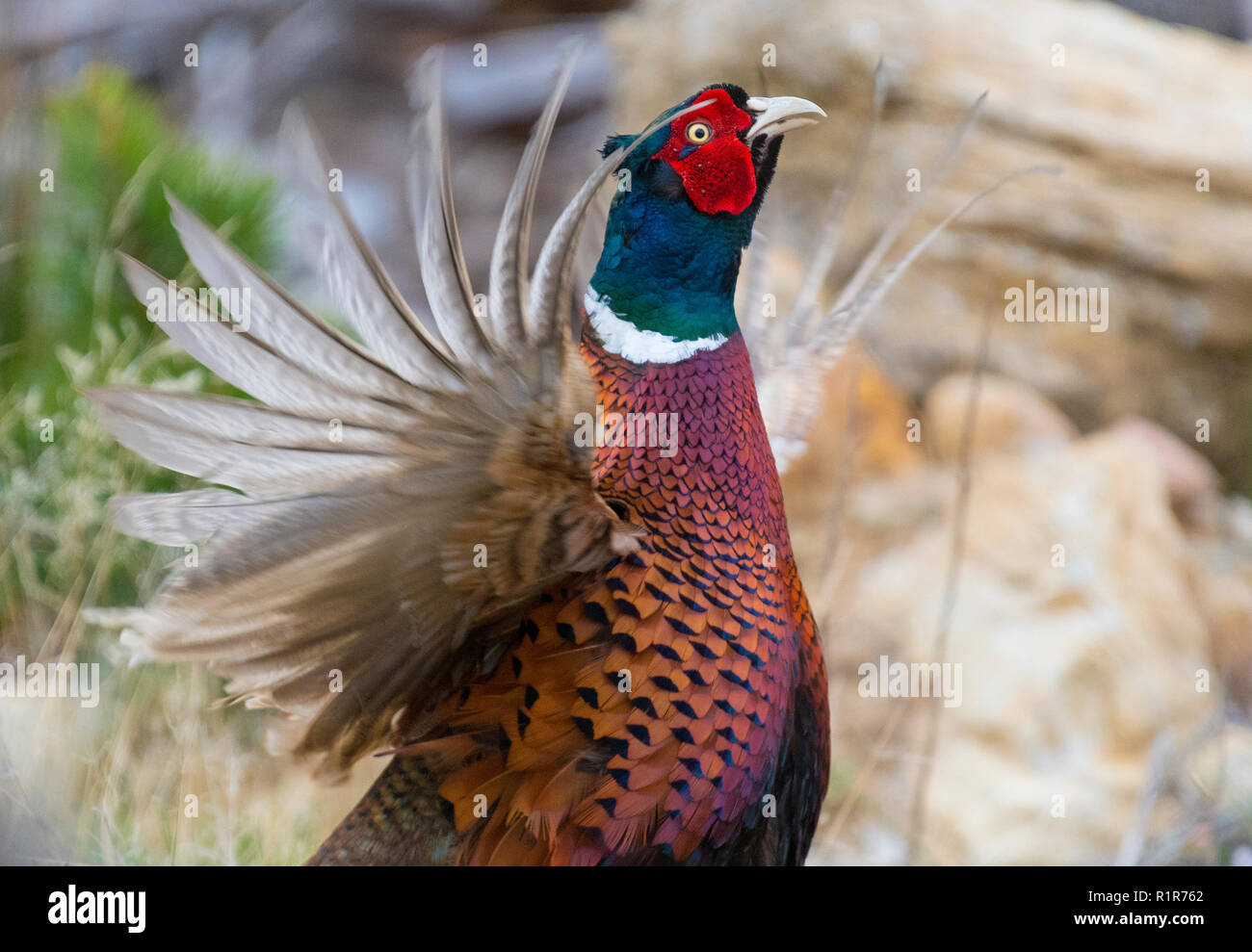 Scottish Pheasants Stock Photo