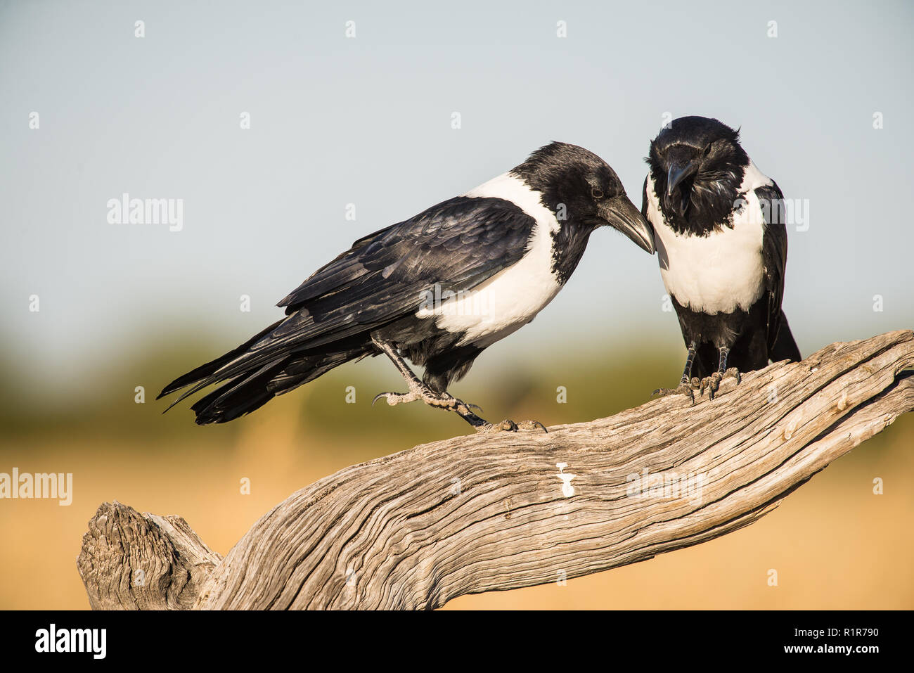 Two pied crows on a branch Stock Photo