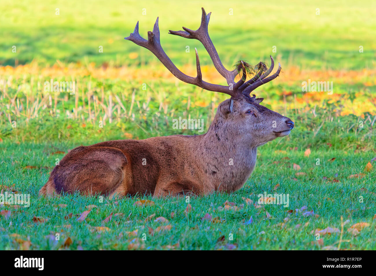 Close up of a Red Deer stag, laying down with grass on its antlers Stock Photo
