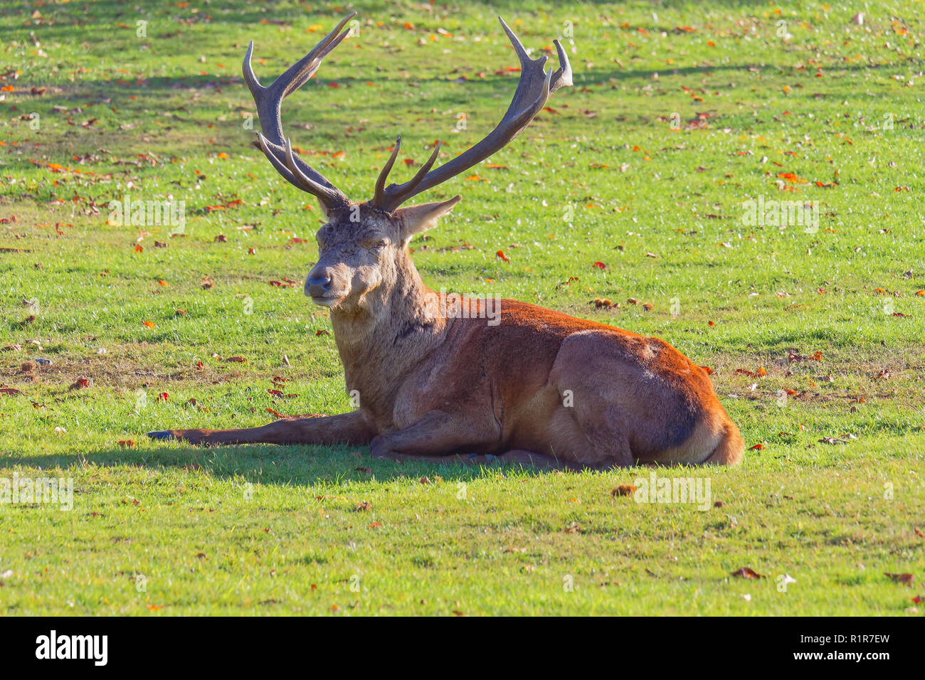 Close up of a Red Deer stag laying down, alert, in the autumn sun Stock Photo