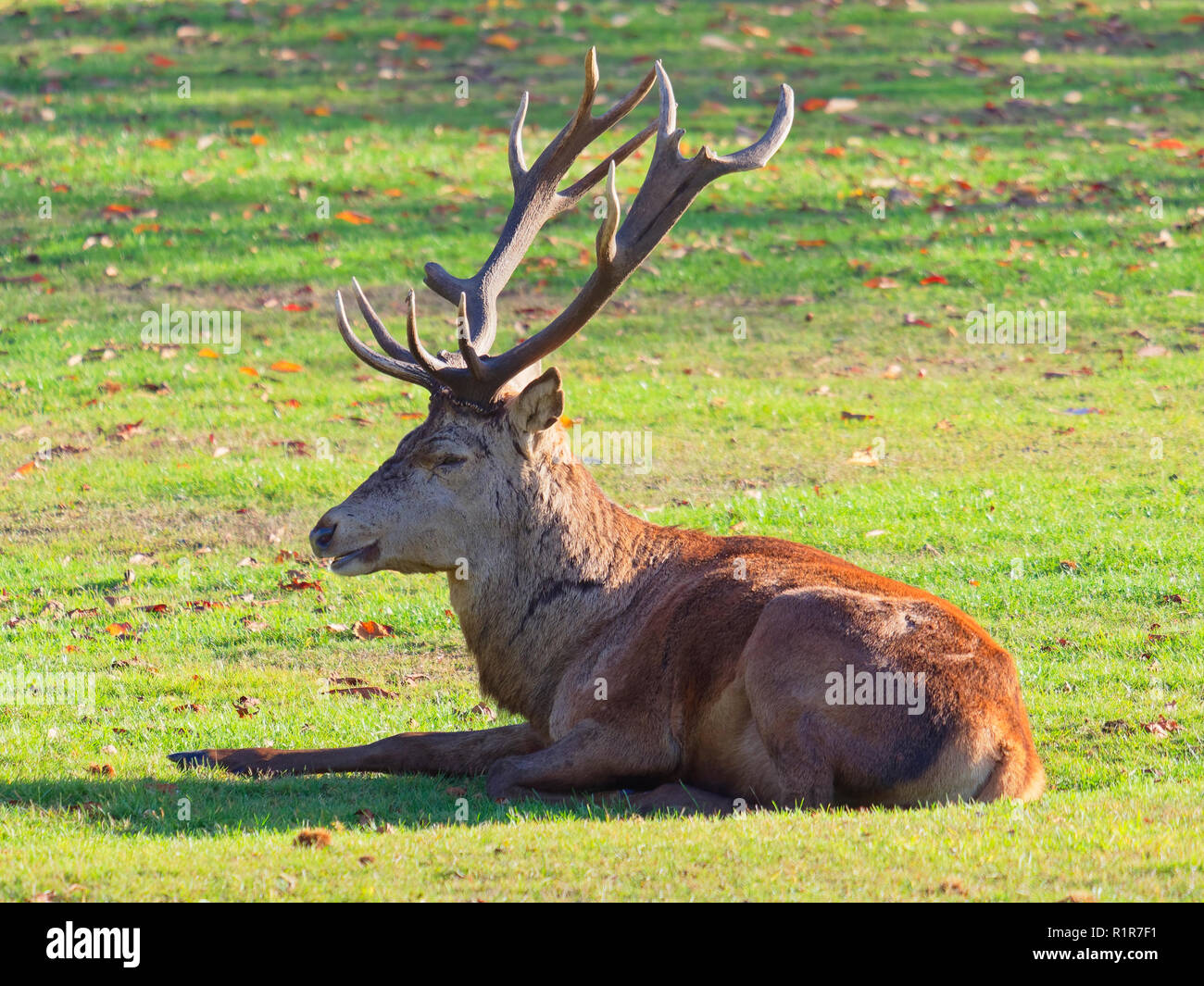 Deer Laying Down Stock Photos & Deer Laying Down Stock Images Alamy