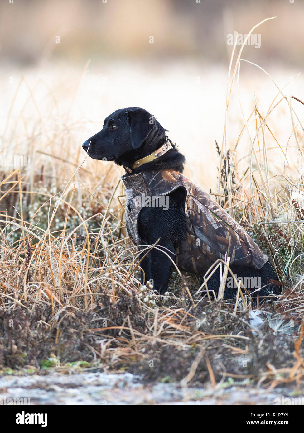 Buy labrador retriever duck hunting Hot Sale - Main Image