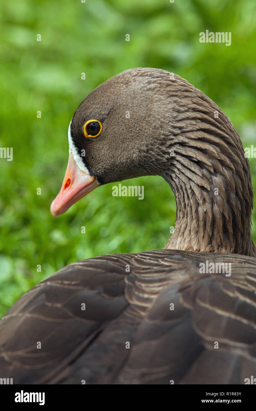 ​Lesser White-fronted Goose (Anser erythropus). Head. Portrait showing distinctive yellow eye ring, white forehead, pink bill, furrowed, striated neck feathers.​ Stock Photo