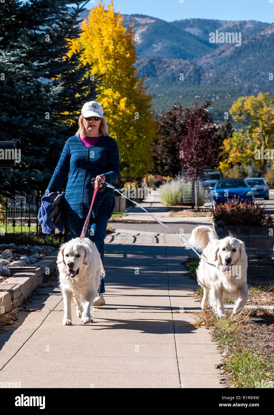Woman walking two platinum colored Golden Retriever dogs along town
