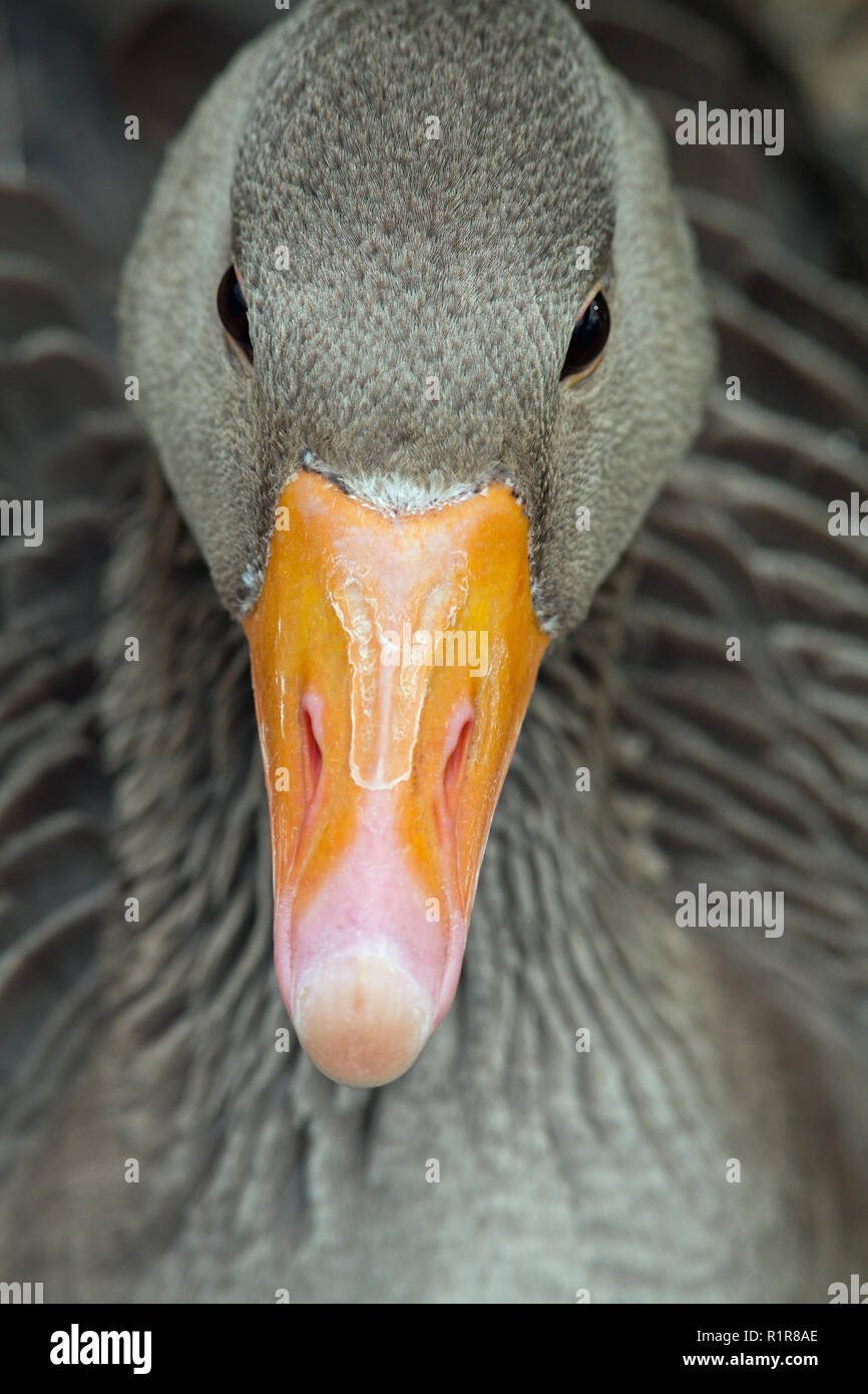 Greylag Goose (Anser anser). Dorsal view of head and bill. Stock Photo