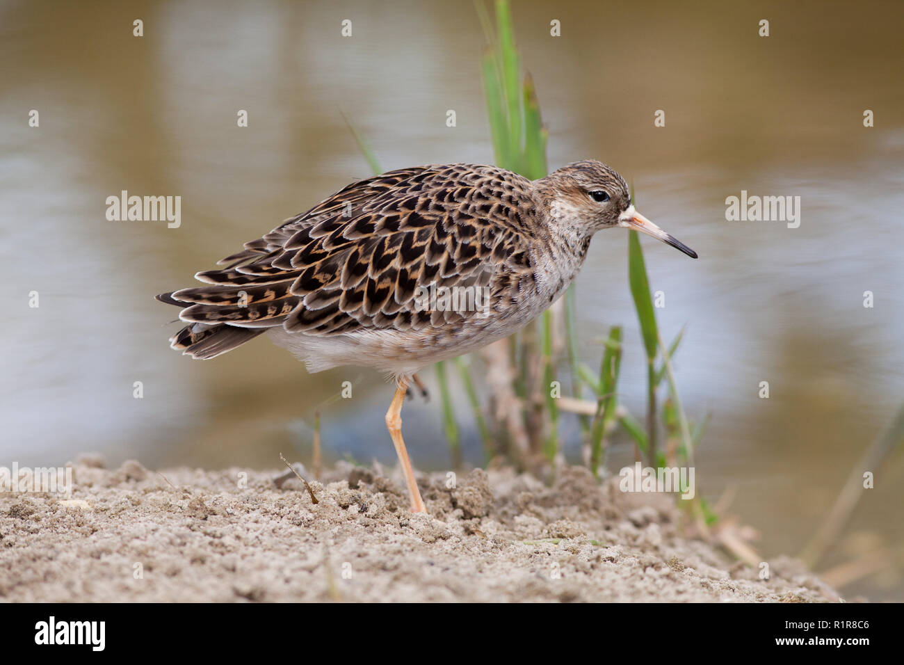 Reeve, or female Ruff (Philomachus pugnax). Camouflage, cryptic,  plumage. Sexually dimorphic. Wader. Stock Photo