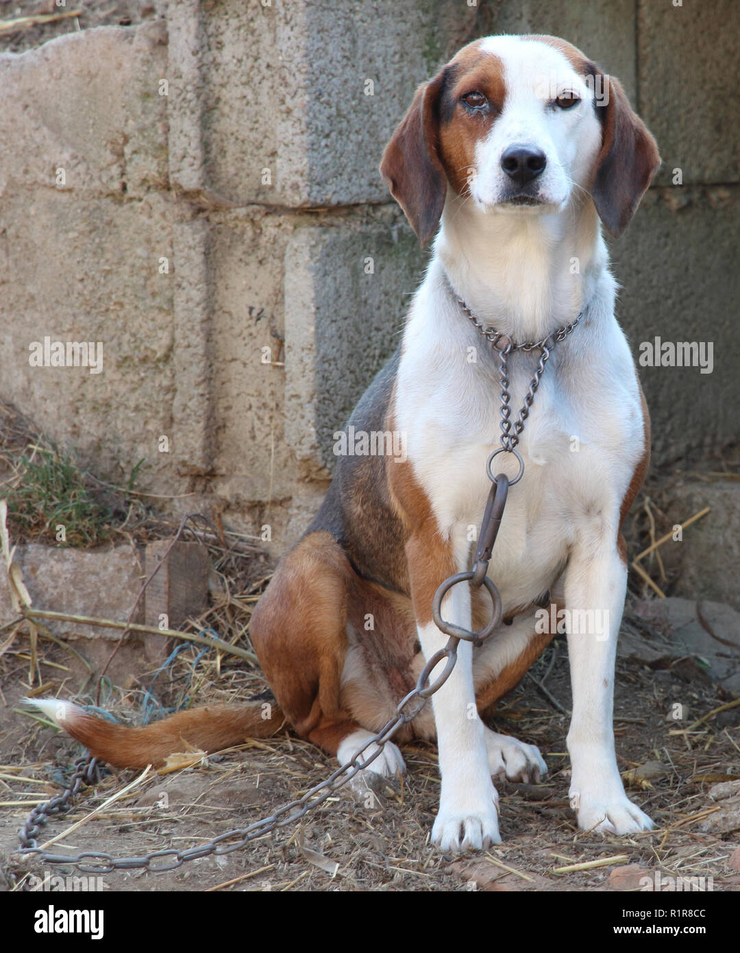 Serbian Hound High Resolution Stock Photography And Images Alamy
