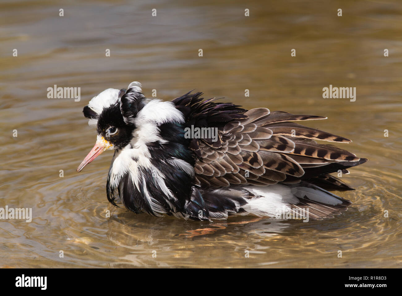 Ruff (Philomachus pugnax). Male in breeding plumage. Sexually wader dimorphic species.​ Bathing in shallow water. Stock Photo