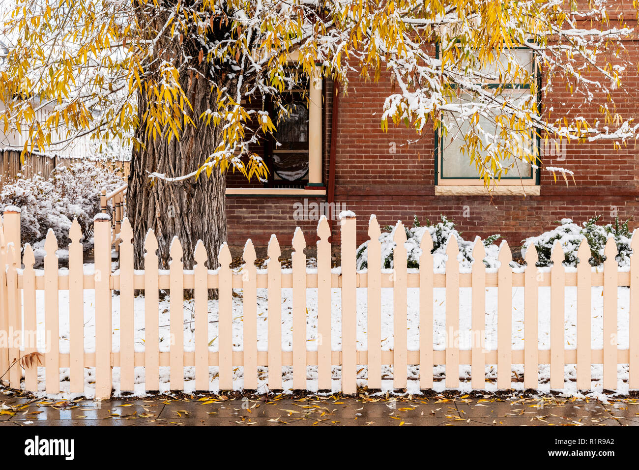 Snow covered wooden picket fence; Cottonwood Tree; 829 F Street; Salida; Colorado; USA Stock Photo