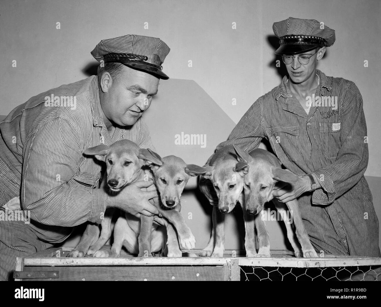 Dog catcher hires stock photography and images Alamy