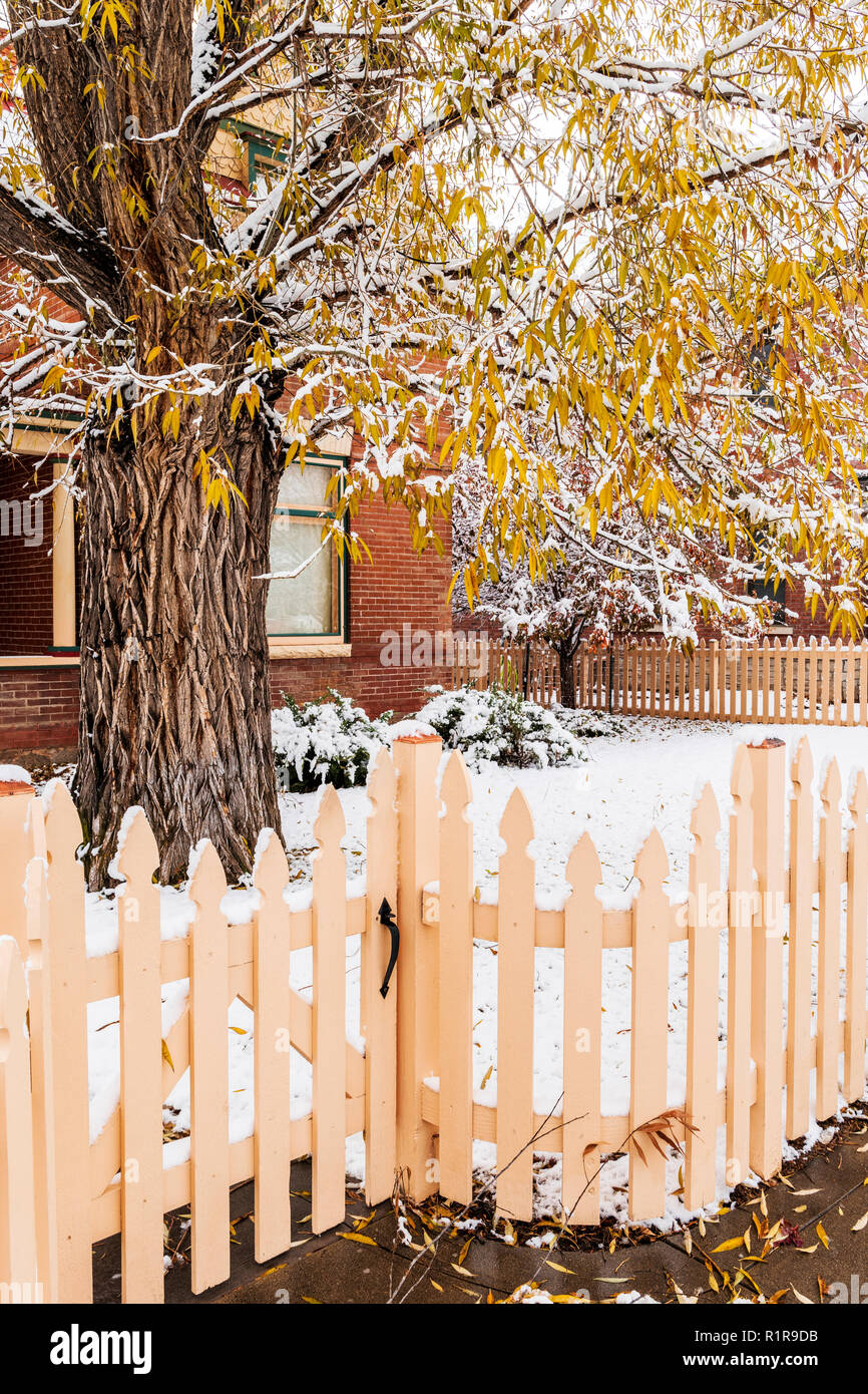 Snow covered wooden picket fence; Cottonwood Tree; 829 F Street; Salida; Colorado; USA Stock Photo
