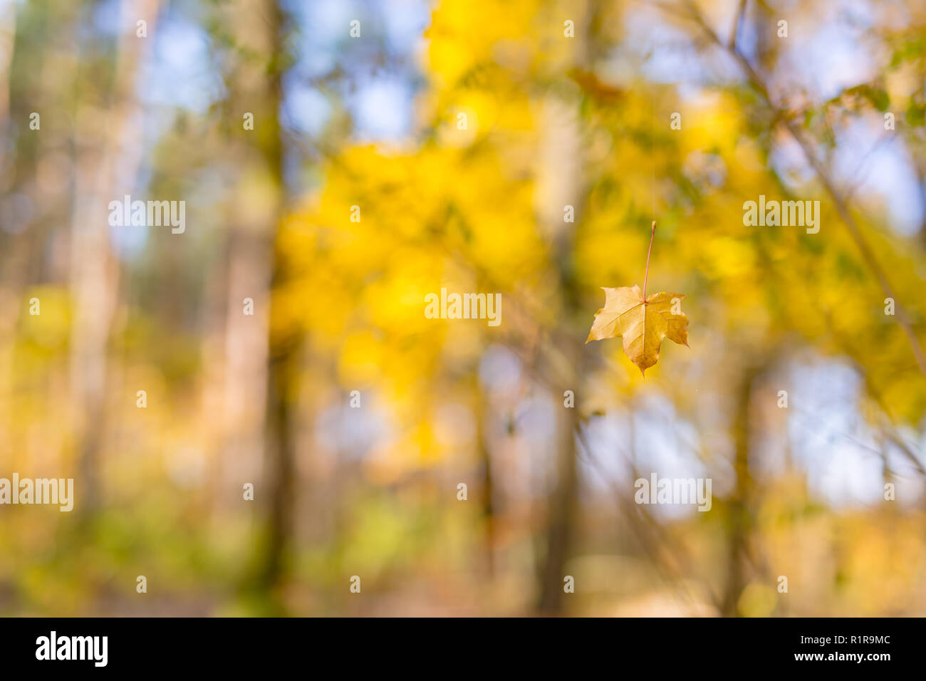 Tree branch with autumn leaves. Autumn background. Stock Photo