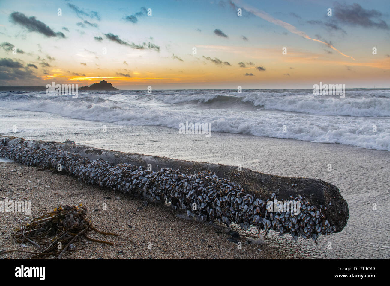 Hundreds of goose barnacles attached to a wooden pole washed up on a beach in cornwall Stock Photo