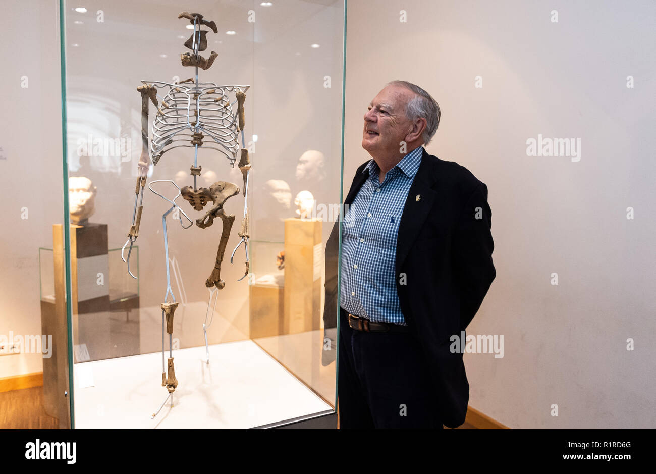14 November 2018, Hessen, Frankfurt/Main: The American paleoanthropologist and discoverer of the 'Lucy' skeleton, Donald C. Johanson, stands next to a replica of the 'Lucy' skeleton in the Senckenberg Museum. The paleoanthropologist discovered the Australopithecus afarensis skeletal remains 44 years ago in Ethiopia. The skeleton 'Lucy' was long regarded as the oldest evidence of the upright gait of our ancestors. Photo: Silas Stein/dpa Stock Photo