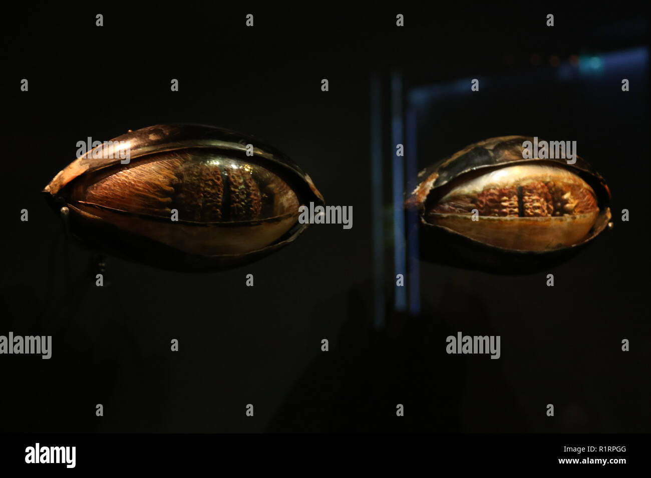 Sydney, Australia. 15 November 2018. Media preview of STAR WARS Identities: The Exhibition at the Powerhouse Museum. Pictured: Jabba’s Eyes from Star Wars: Episode VI Return of the Jedi (1983). Jabba the Hutt’s eyeballs and eyelids were manipulated by remote control and were capable of a full range of actions. They are among a very few remaining pieces of the massive puppet built for Return of the Jedi. Credit: Richard Milnes/Alamy Live News Stock Photo