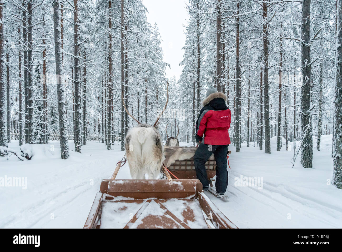 Reindeer sledging in Rovaniemi, Finland Stock Photo