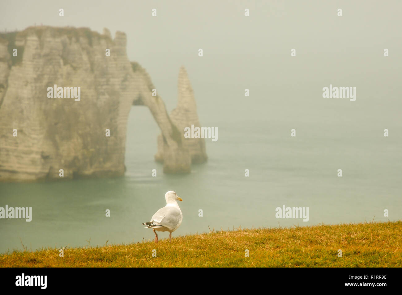 Seagull looking at famous cliff-arch in Etretat, France Stock Photo