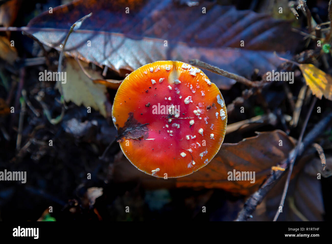 AUTUMN IN HIGHWOODS COUNTRY PARK Stock Photo Alamy