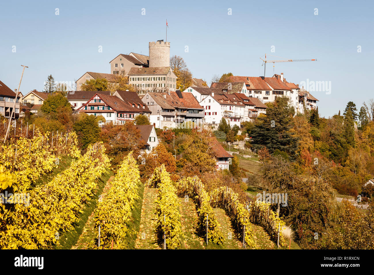Autumnal vineyard in Regensberg, Canton of Zurich, Switzerland Stock Photo