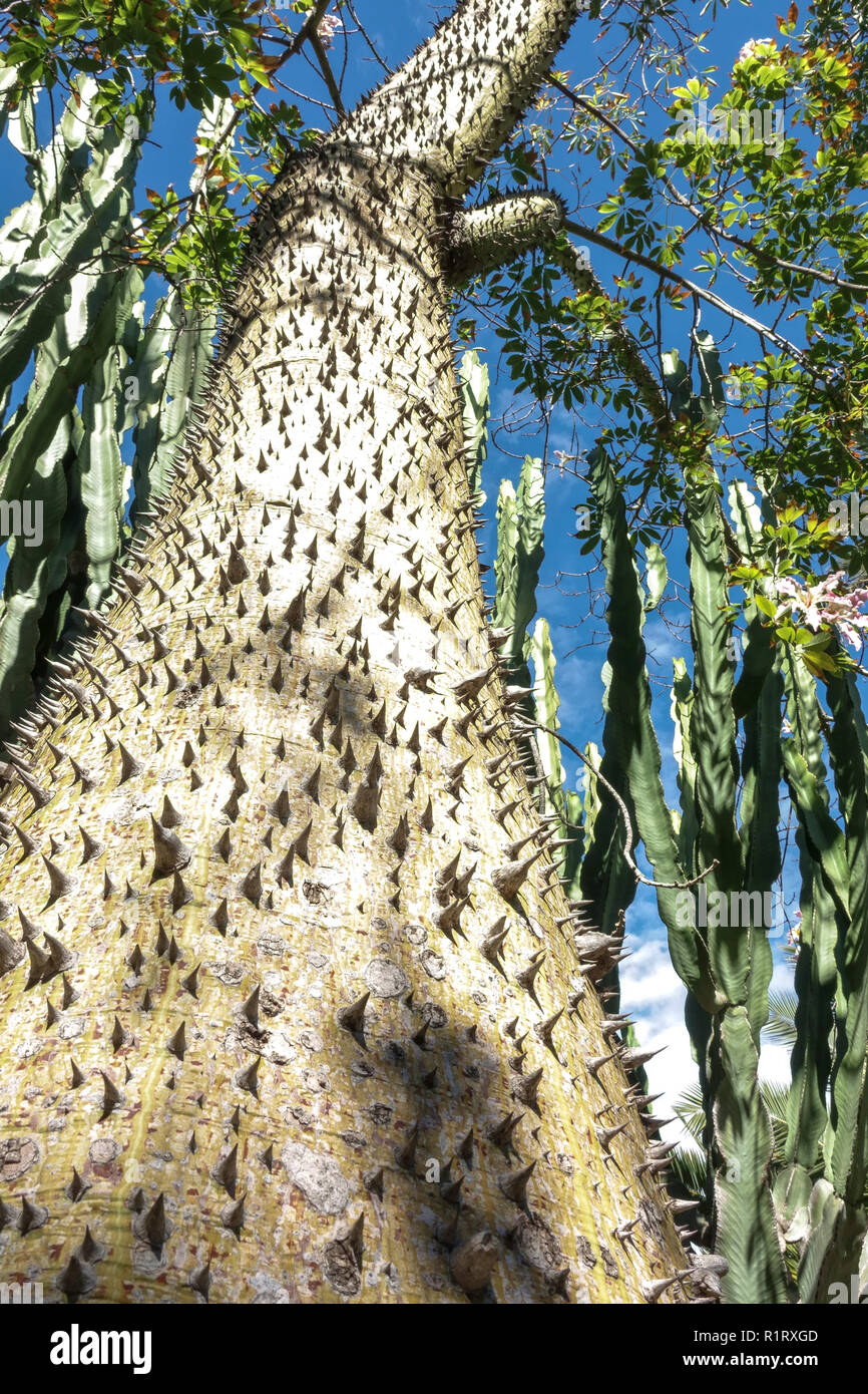 Silk floss tree trunk Ceiba speciosa, trunk with spines, Elche garden, Spain Stock Photo