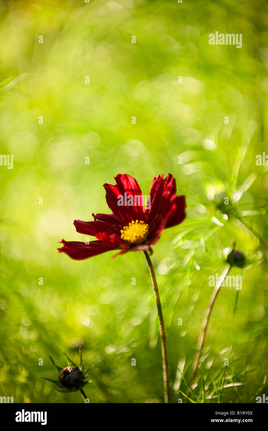 Flowers in the sun, The Botanic Gardens, Glasgow Stock Photo