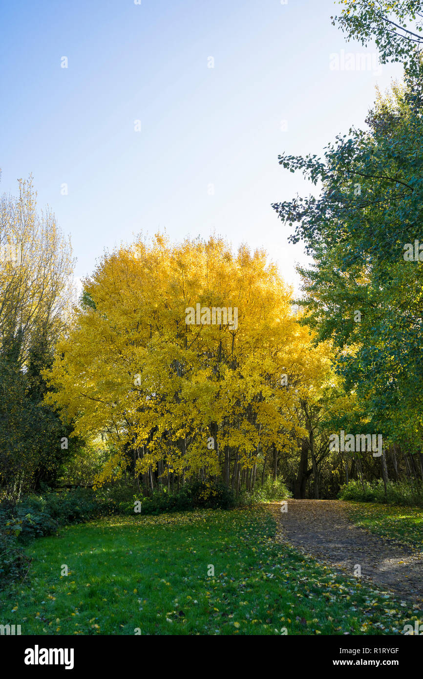 Golden yellow leaves on trees in spinny in autumn Milton park Cambridge UK 10/11/2018 Stock Photo