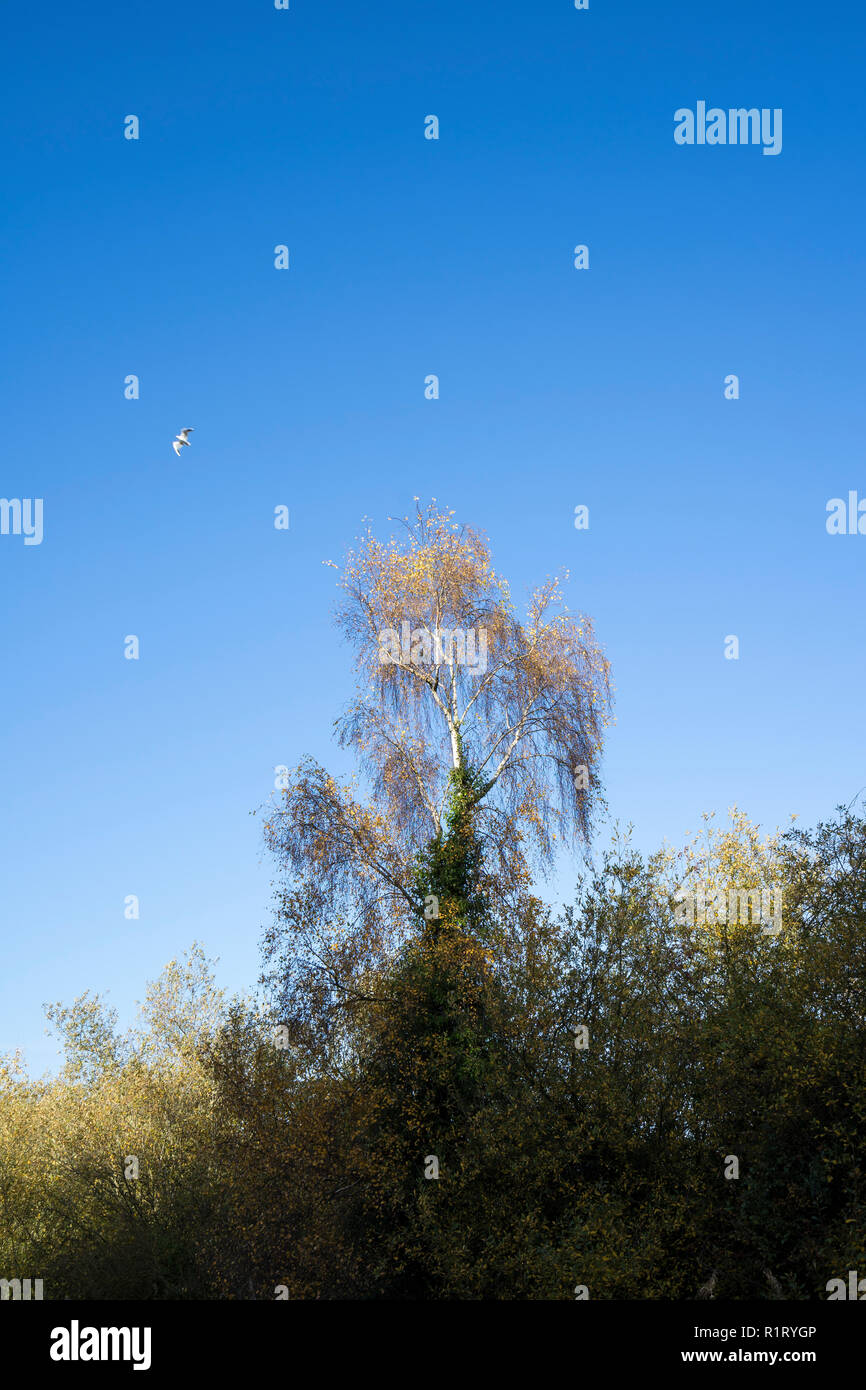 Silver birch in autumn Milton park Cambridge 10/11/2018 Stock Photo