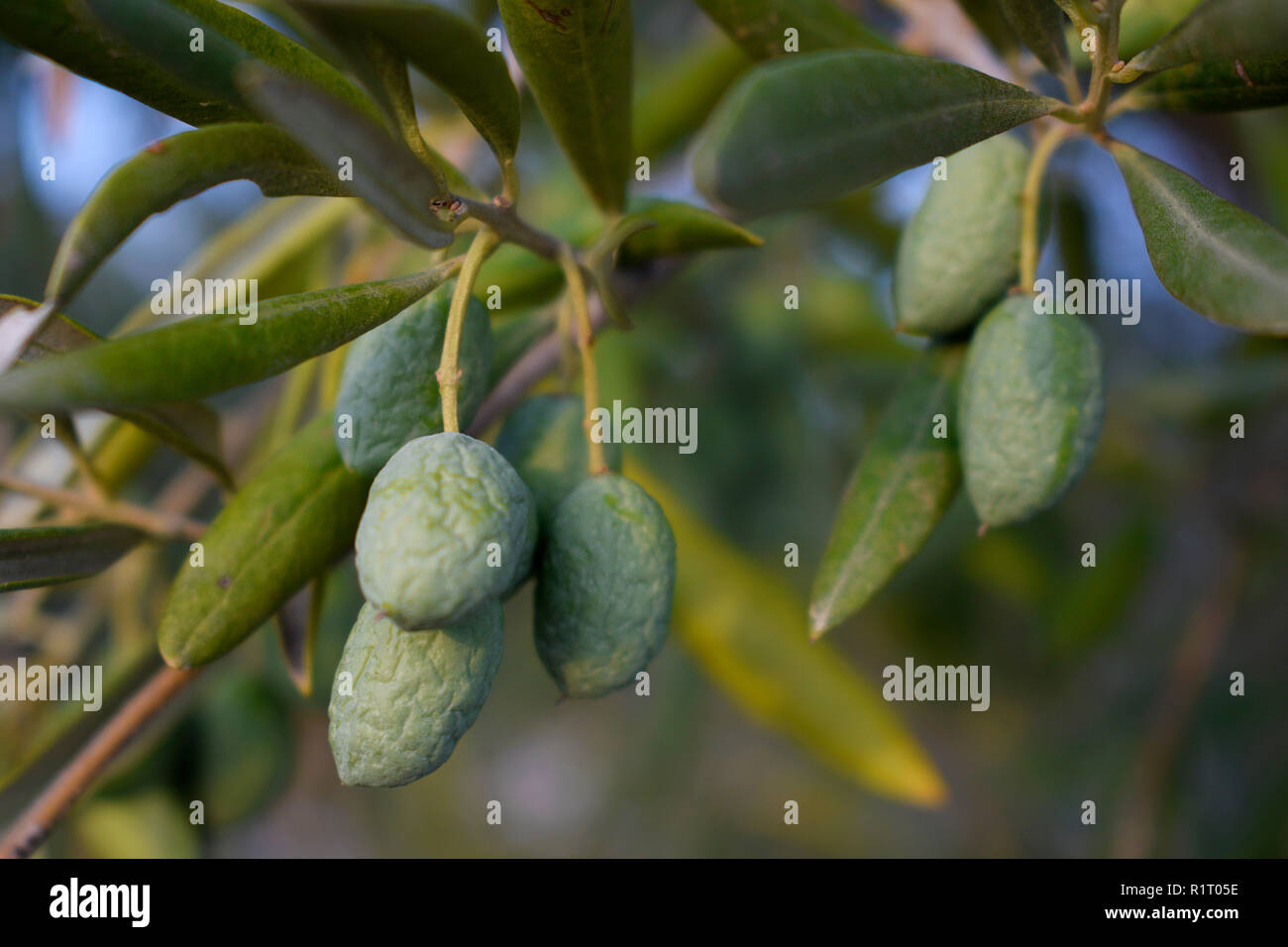 Problem of lack of rain in the cultivation of the olive tree. Wrinkled olives on the olive branch. Stock Photo