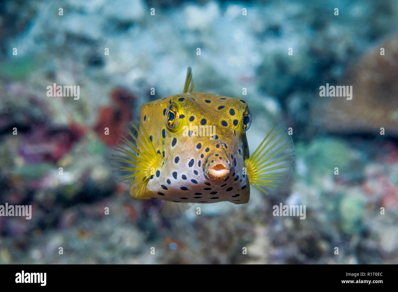 Yellow boxfish [Ostracion cubicus].  Indonesia. Stock Photo