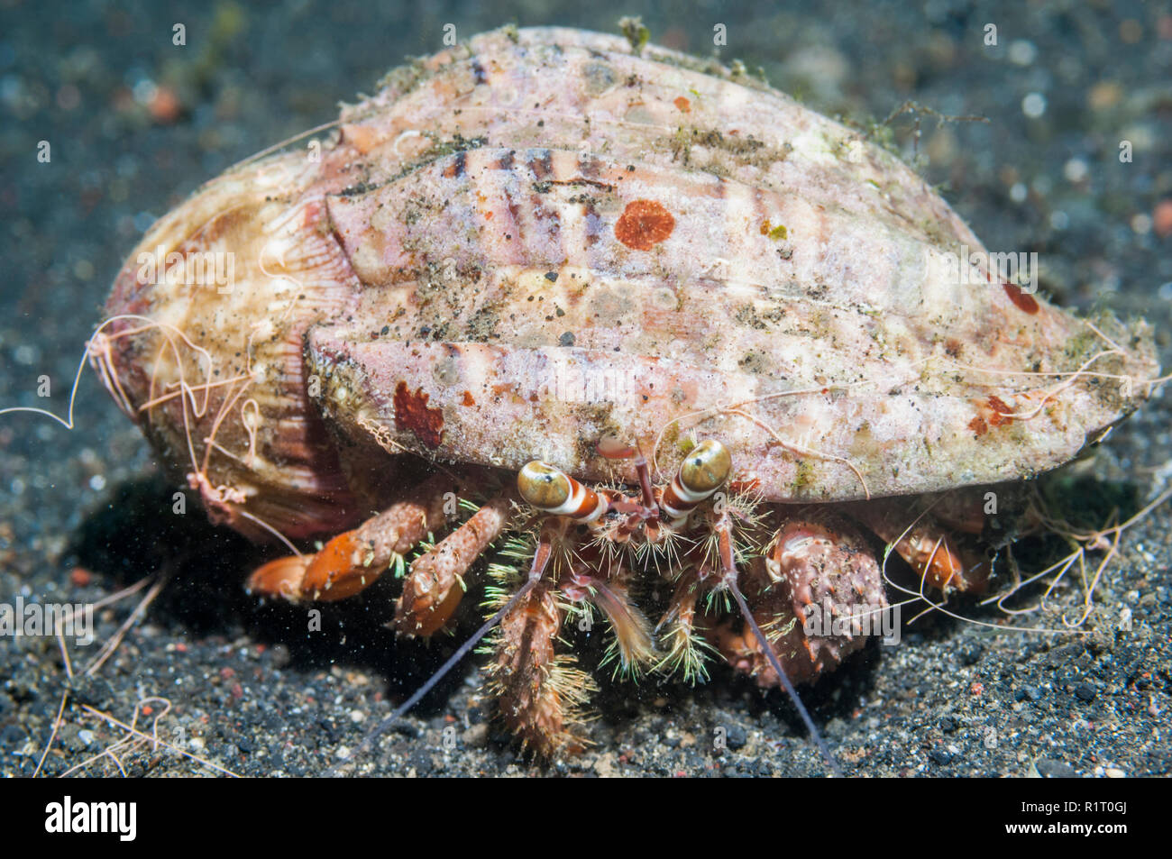 Jeweled anemone hermit crab [Dardanus gemmatus]. Indonesia Stock Photo ...
