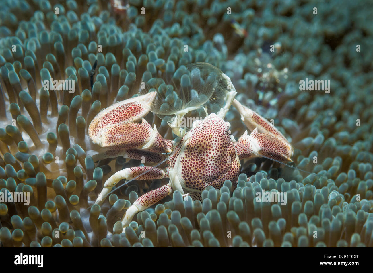 Spotted porcelain crab [Neopetrolisthes maculata].  West Papua, Indonesia. Stock Photo