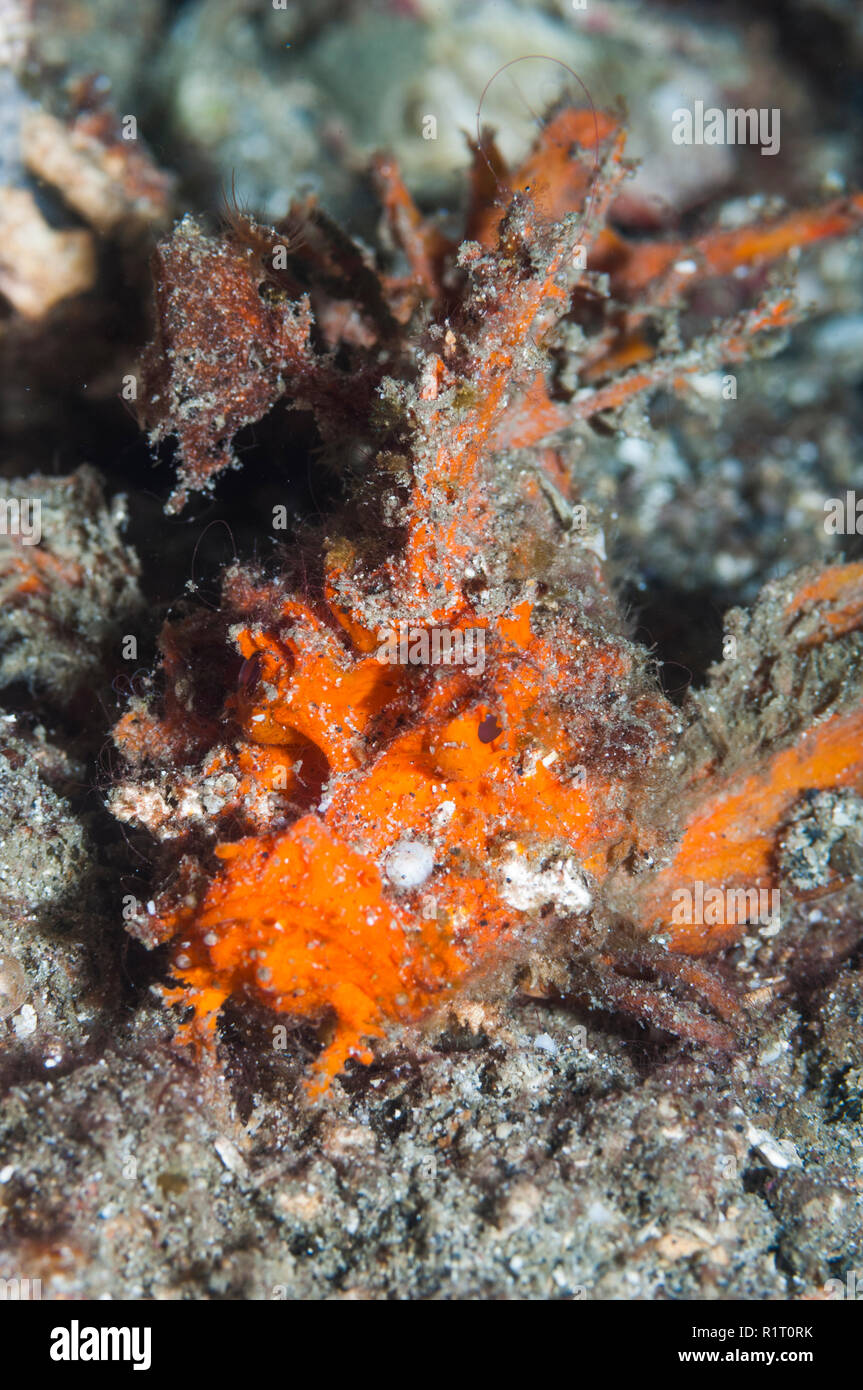 Spiny devilfish, Demon stinger [Inimicus didactylus].  North Sulawesi, Indonesia. Stock Photo