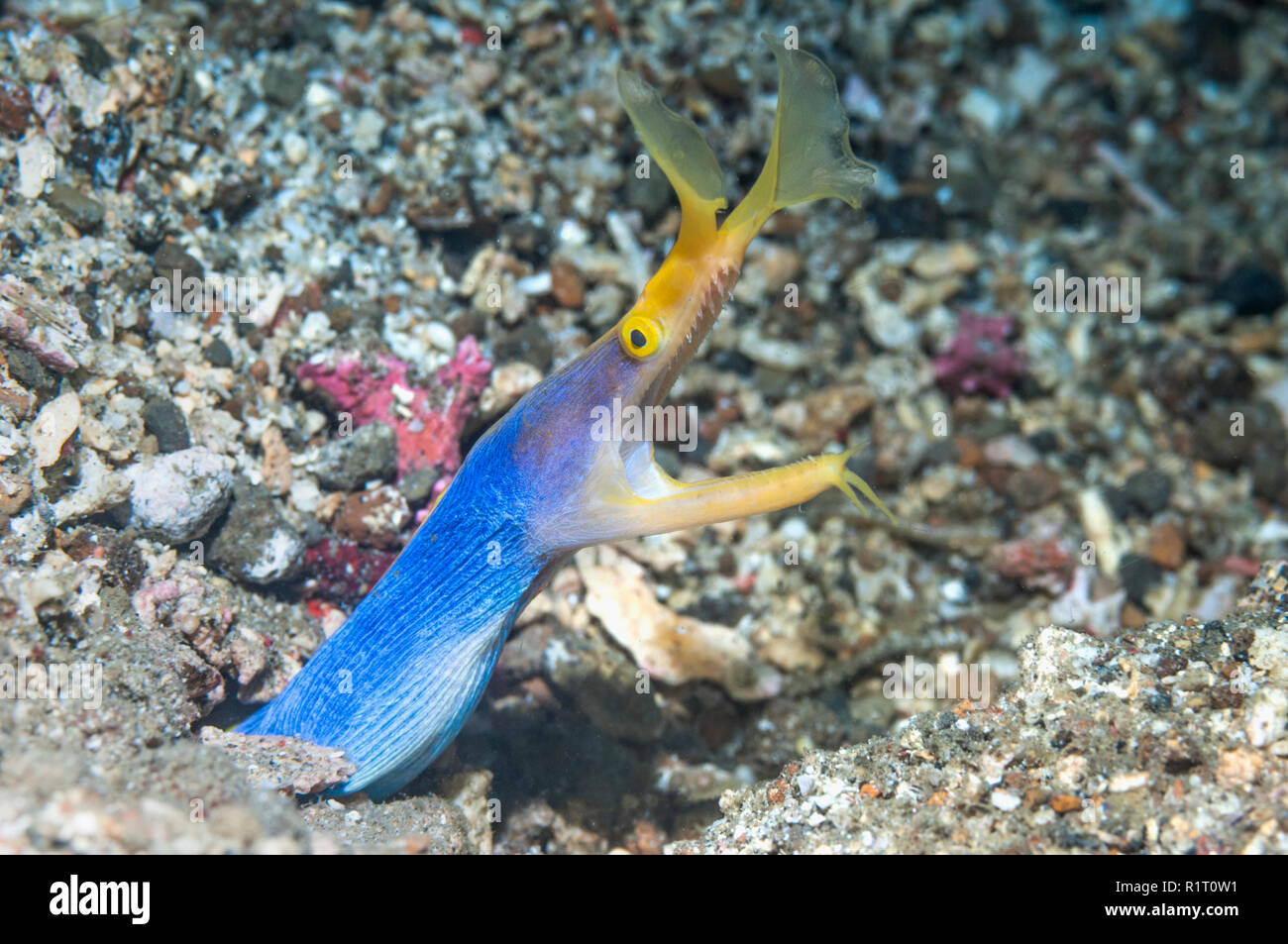 Blue ribbon eel [Rhinomuraena quaesita] adult male.  Lembeh Strait, North Sulawesi, Indonesia. Stock Photo