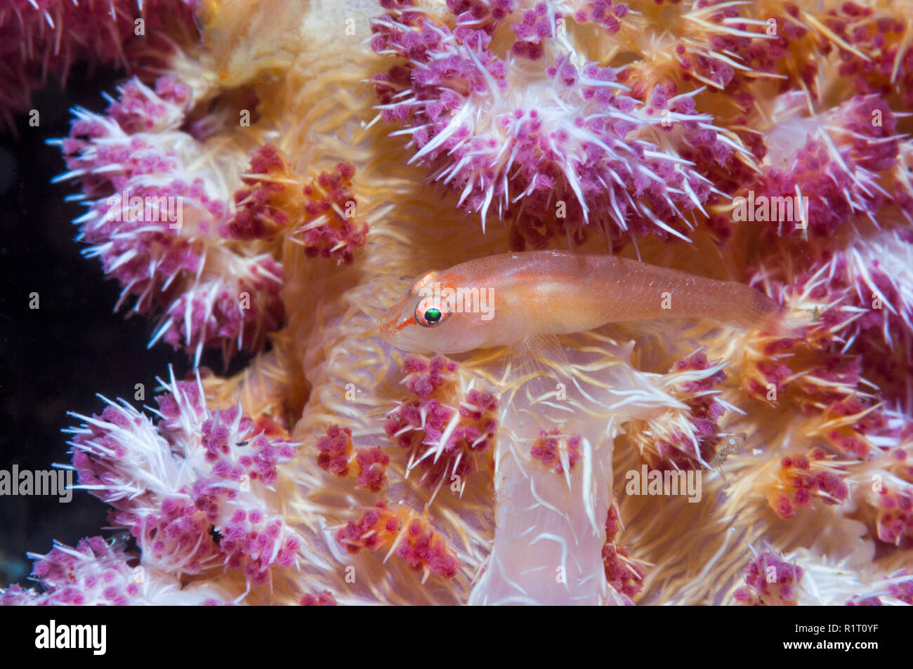 Soft-coral ghostgoby [Pleurosicya boldonghi].  Lembeh Strait, North Sulawesi, Indonesia. Stock Photo