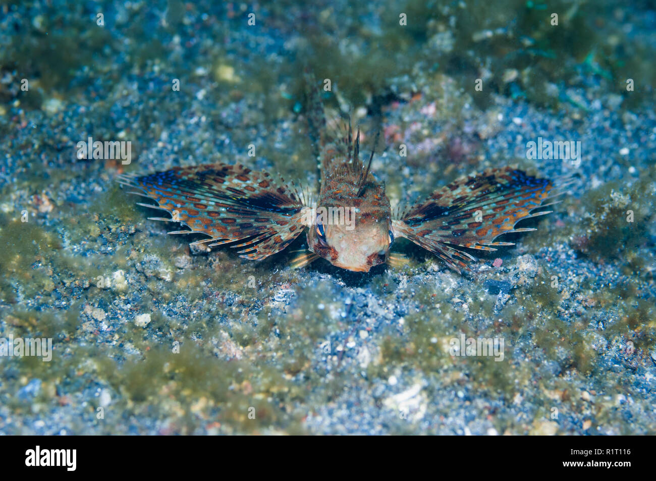 Flying gurnard [Dactyloptena orientalis].  Lembeh Strait, North  Sulawesi, Indonesia. Stock Photo