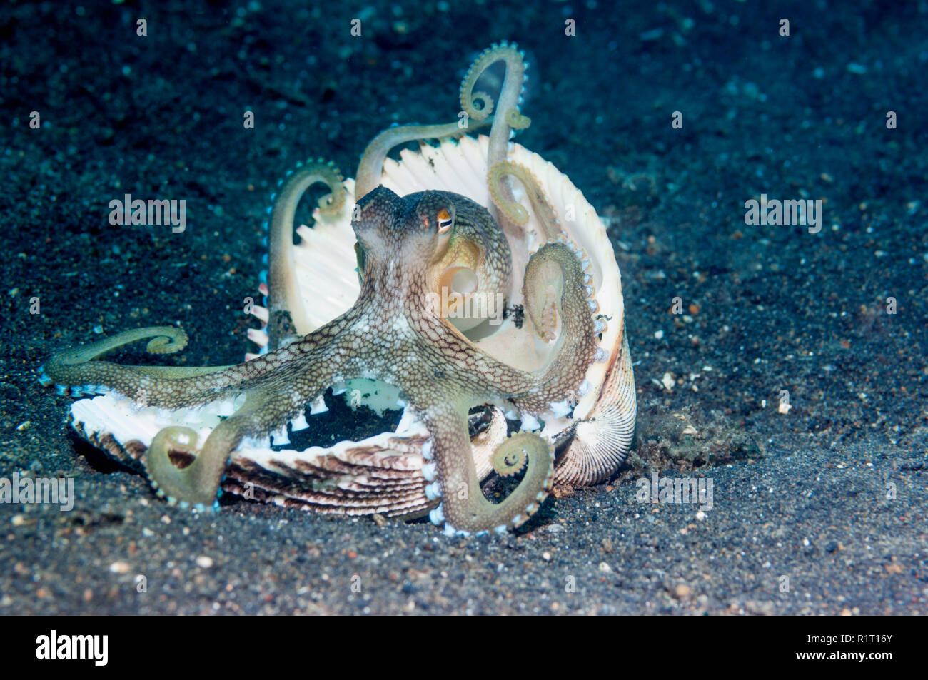 Veined octopus or Coconut octopus [Amphioctopus marginatus] with a clam shell.  Lembeh Strait, North Sulawesi, Indonesia.  Indo-West Pacific. Stock Photo
