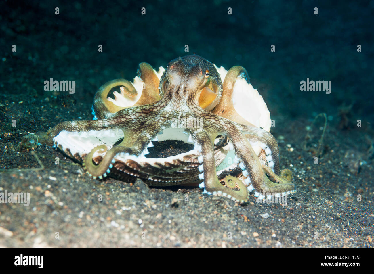 Veined octopus or Coconut octopus [Amphioctopus marginatus] with a clam ...