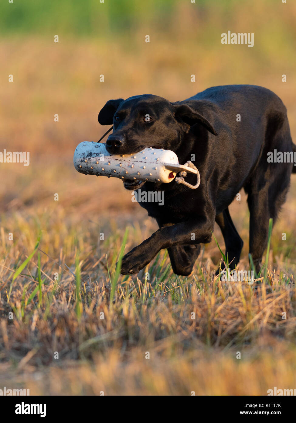 A Labrador Retriever out training for hunting season Stock Photo