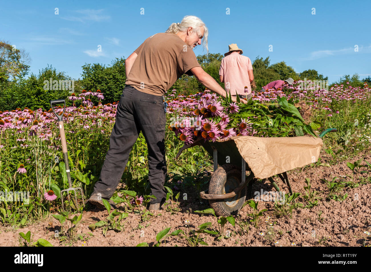 Harvesting echinacea (echinacea angustifolia) at Herbfarmacy, a herb