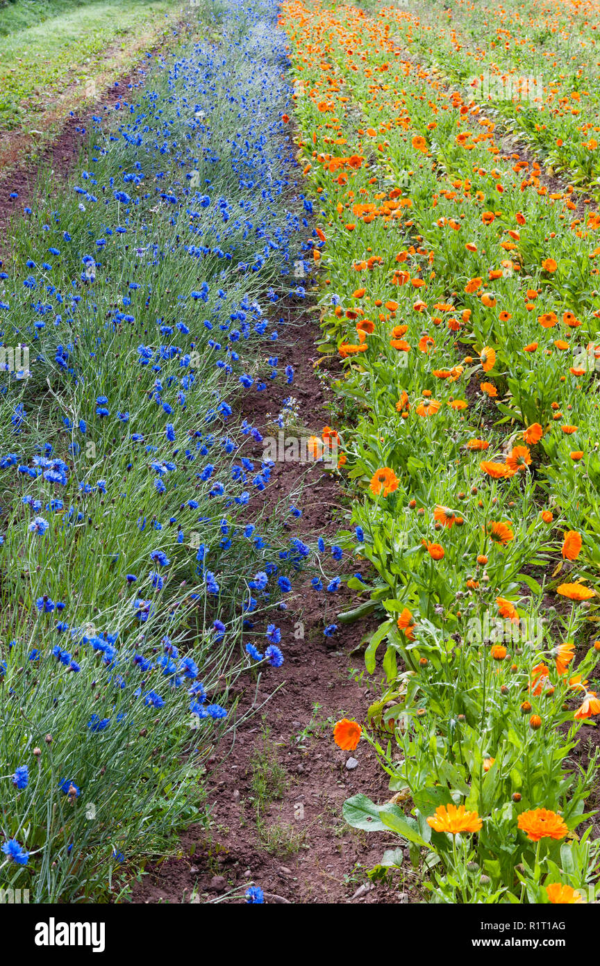 Herefordshire, UK. Centaurea (cornflower) and calendula (marigold) growing at Herbfarmacy where they are used for medicinal and cosmetic products Stock Photo