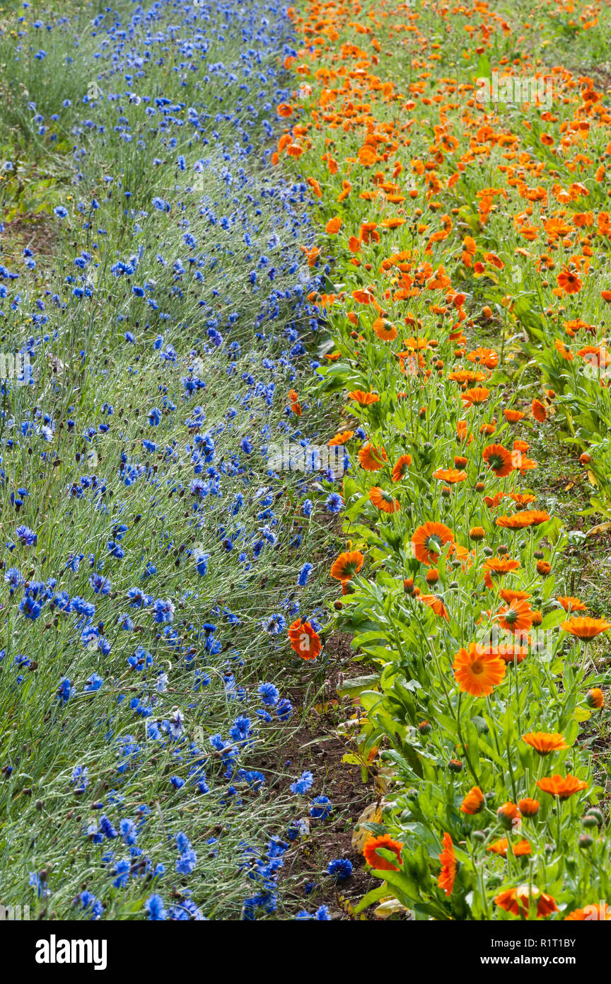 Herefordshire, UK. Centaurea (cornflower) and calendula (marigold) growing at Herbfarmacy where they are used for medicinal and cosmetic products Stock Photo