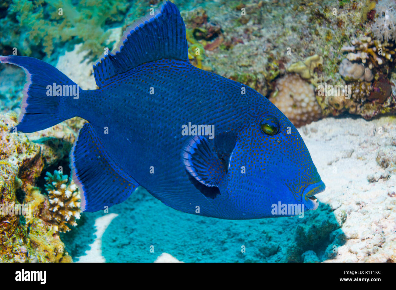 Blue or Rippled triggerfish [Pseudobalistes fuscus].  Egypt, Red Sea. Stock Photo