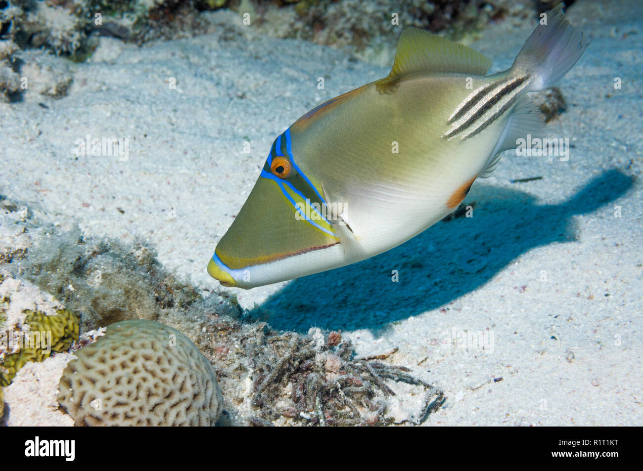 Arabian picassofish [Rhinecanthus assasi].  Egypt, Red Sea. Stock Photo